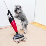 Vacuuming Pet Hair
