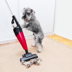 Your Guide to the Bissell Pet Hair Eraser Turbo