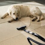 Vacuuming Pet Hair
